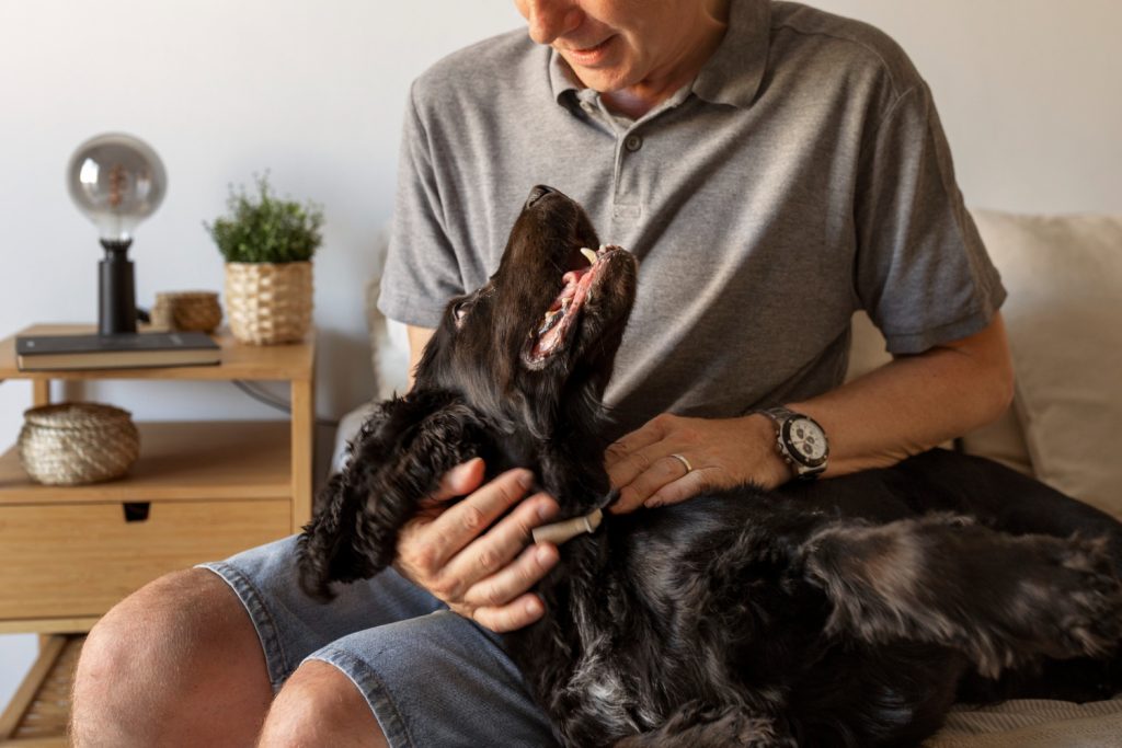 Como funcionam as terapias assistidas por animais?